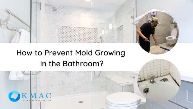 Mold in Toilet: How to Remove Mold in Toilet